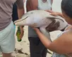 Mistério: golfinho aparece morto em praia de Salvador - Imagem
