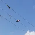 Amigos morrem eletrocutados ao tentar resgatar pipa em fiação elétrica imagem