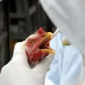 Brasil confirma quarto caso de gripe aviária imagem