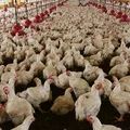 Brasil vai se declarar livre da gripe aviária nesta quarta-feira imagem