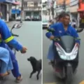 Cachorro 'pega carona' em moto ao vivo na TV e choca web imagem