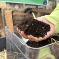 Compostagem caseira: como transformar resíduos em adubo natural imagem