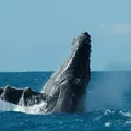 Falta de proteção ameaça biodiversidade no entorno de Abrolhos, aponta estudo imagem