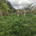 Fogo na Babilônia? Fazenda de maconha é destruída no interior da Bahia imagem