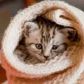 Gatos sentem frio? Saiba onde eles devem dormir nas noites geladas imagem