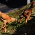 Gripe aviária: Goiás confirma caso da doença com morte de 100 galinhas imagem