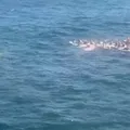 Mais de 70 praticantes de stand up paddle são resgatados no mar imagem