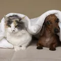 Meus pets podem pegar dengue ou isso é coisa de humano? imagem