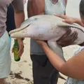 Mistério: golfinho aparece morto em praia de Salvador imagem