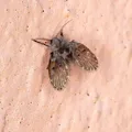 Mosca-de-banheiro pode causar infecção; saiba como afastar imagem