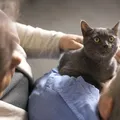 O que significa quando seu gato começa a “amassar pãozinho” em você? imagem