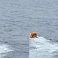 Pai entra no mar para salvar filha que caiu de cruzeiro da Disney imagem