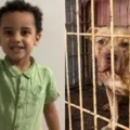Pitbull adotado há 1 mês ataca e mata criança de 4 anos imagem
