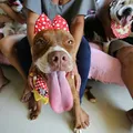 Pode tatuar cachorro? Lei proíbe tatuagens e piercings em animais imagem