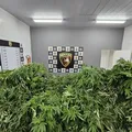 Pra vida toda? Homem é preso com plantação de maconha para 100 anos de uso imagem