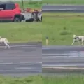 VÍDEO: Cachorro invade pista e atrasa pouso em aeroporto na Bahia imagem