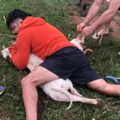 Vídeo: lutador de Muay Thai imobiliza dois pitbull após ataque imagem