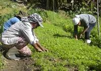 Agricultores reunidos farão mais pelo mundo do que as vãs filosofias