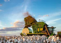 Alta tecnologia e sustentabilidade fazem do algodão baiano referência mundial imagem