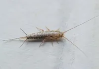 Assustador! Esse inseto vive anos e pode estar escondido na sua casa
