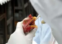 Brasil confirma quarto caso de gripe aviária imagem