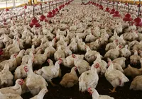 Brasil vai se declarar livre da gripe aviária nesta quarta-feira