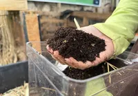 Compostagem caseira: como transformar resíduos em adubo natural