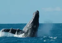 Falta de proteção ameaça biodiversidade no entorno de Abrolhos, aponta estudo imagem