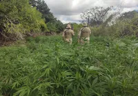 Fogo na Babilônia? Fazenda de maconha é destruída no interior da Bahia