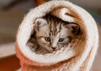 Gatos sentem frio? Saiba onde eles devem dormir nas noites geladas
