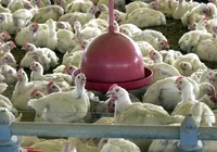 Gripe aviária: 17 países retiram embargos ao frango brasileiro