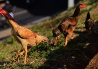 Gripe aviária: Goiás confirma caso da doença com morte de 100 galinhas imagem