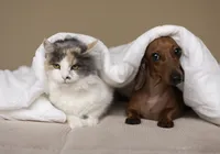 Meus pets podem pegar dengue ou isso é coisa de humano? imagem