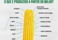 Milho: grão que sacia a humanidade há séculos e move o futuro da indústria imagem