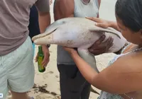 Mistério: golfinho aparece morto em praia de Salvador imagem