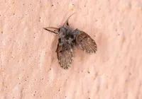 Mosca-de-banheiro pode causar infecção; saiba como afastar imagem