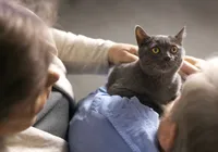 O que significa quando seu gato começa a “amassar pãozinho” em você? imagem