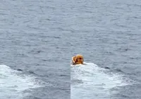 Pai entra no mar para salvar filha que caiu de cruzeiro da Disney