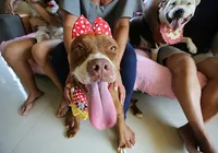 Pode tatuar cachorro? Lei proíbe tatuagens e piercings em animais imagem