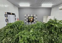 Pra vida toda? Homem é preso com plantação de maconha para 100 anos de uso imagem
