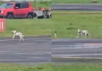 VÍDEO: Cachorro invade pista e atrasa pouso em aeroporto na Bahia imagem