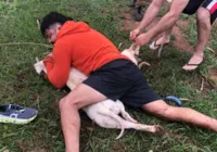 Vídeo: lutador de Muay Thai imobiliza dois pitbull após ataque imagem