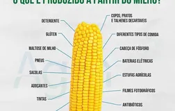 Milho: grão que sacia a humanidade há séculos e move o futuro da indústria - Imagem
