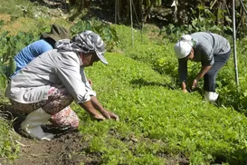 Agricultores reunidos farão mais pelo mundo do que as vãs filosofias - Imagem