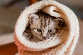 Gatos sentem frio? Saiba onde eles devem dormir nas noites geladas - Imagem
