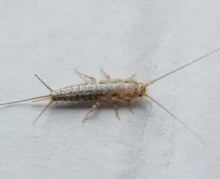Assustador! Esse inseto vive anos e pode estar escondido na sua casa