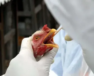 Brasil confirma quarto caso de gripe aviária