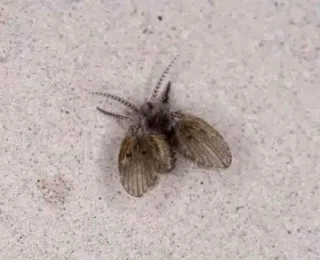 Como acabar com os mosquitinhos do banheiro e evitar que voltem