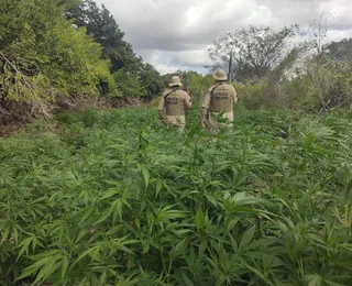 Fogo na Babilônia? Fazenda de maconha é destruída no interior da Bahia
