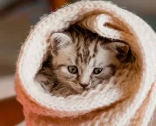 Gatos sentem frio? Saiba onde eles devem dormir nas noites geladas
